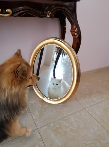 IL FALSO SPECCHIO