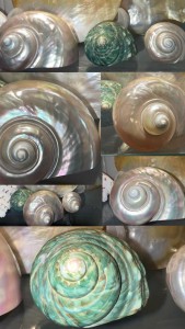 Conchiglie: in un mare di ordine e perfezione