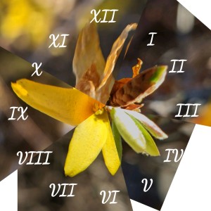 fi-ORE
