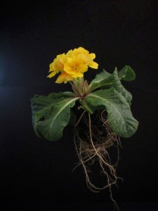Sottosopra floreale