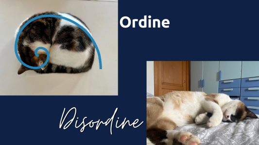 ordine e disordine felino