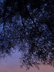 La Natura è l’infinita combinazione e ripetizione di molte poche leggi.