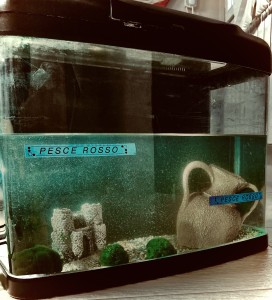 L’acquario vuoto